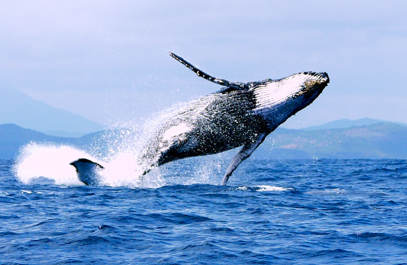 Baleines; Baleine à Bec De Cuvier; Baleine Franche Australe; Baleine ...